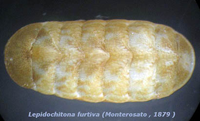 Chitone sconosciuto